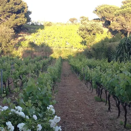 Domaine De La Presqu'ile イエール
